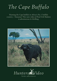 The cape buffalo